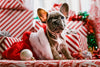 Top 6 Tips to Keep Your Pet Safe during the Holidays