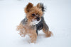 Cold Weather Tips for your Dog