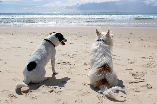 7 Ways to Keep Your Pets Safe During Summer