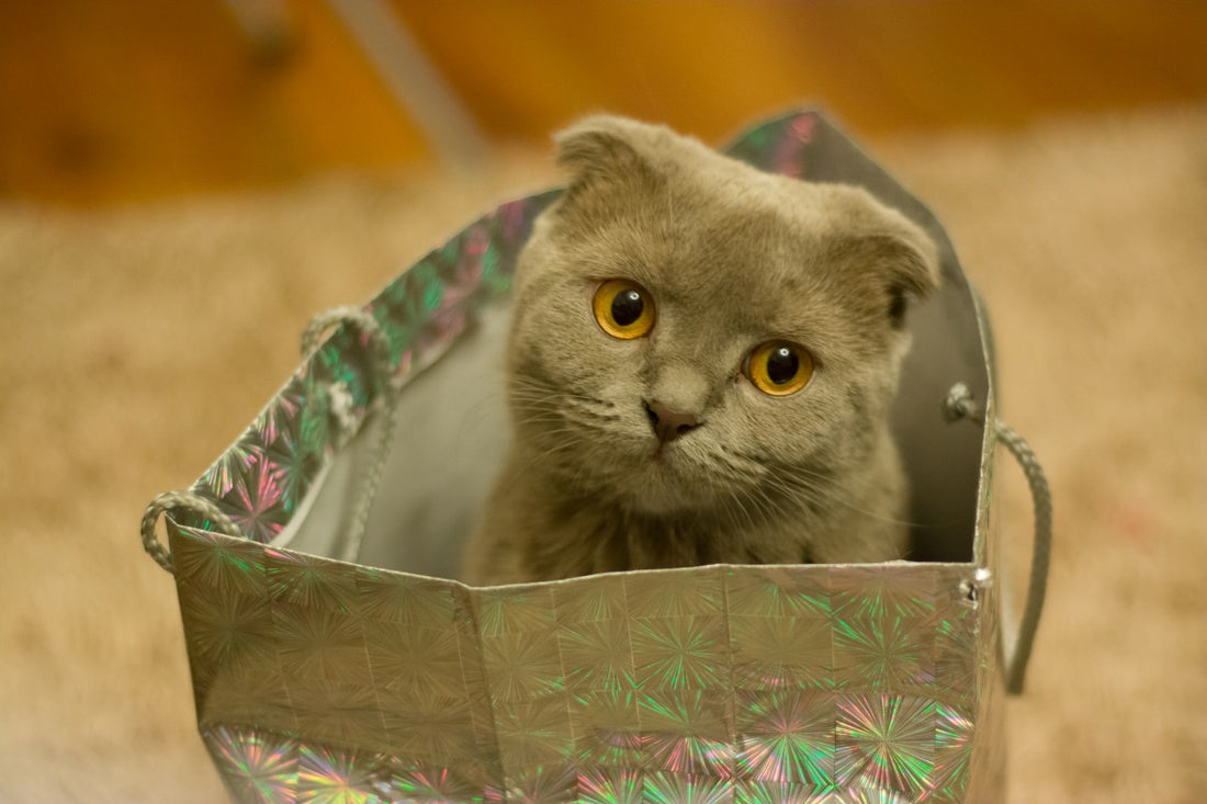 A Cat in a Bag