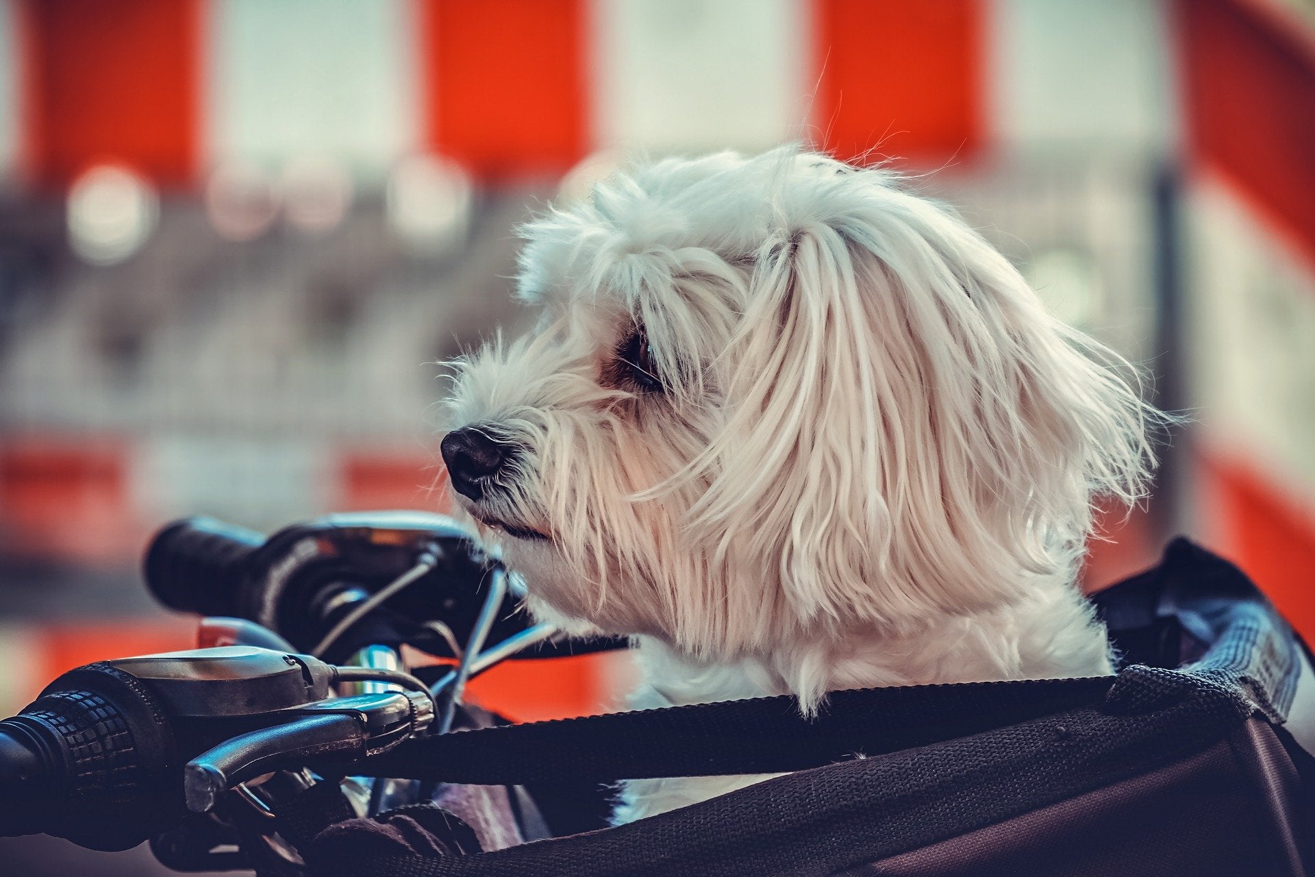 How to Choose the Best Pet Carrier