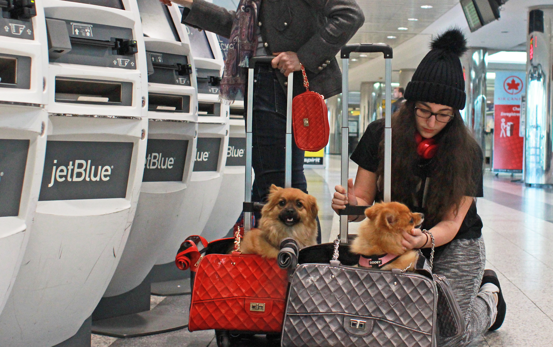 Choosing the Best Airline Approved Pet Carrier
