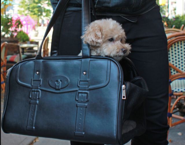 Best Pet Carrier | Is Luxury Pet Carrier a New Fashion?