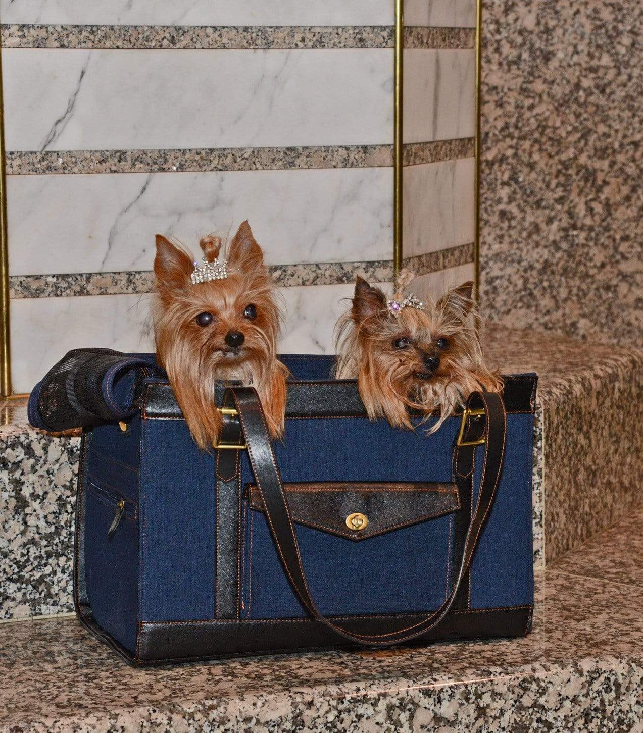 2 cute dogs in Pippa pet carrier