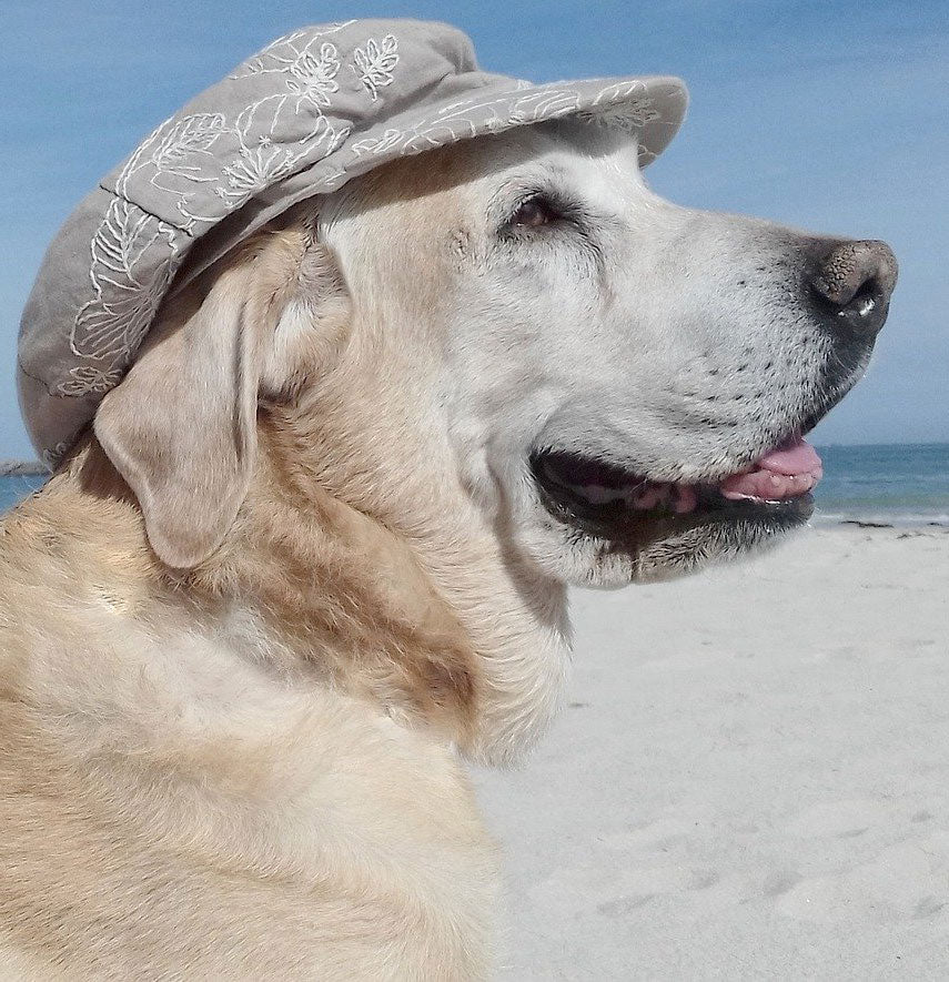 Travel with a dog